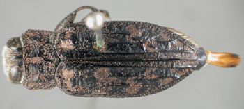 Media type: image;   Entomology 35063 Aspect: habitus dorsal view